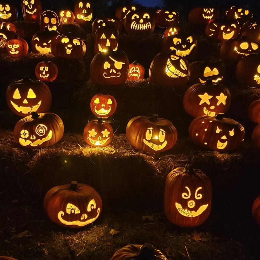 jackolantern-fred-meyer-sons-baltimore-maryland