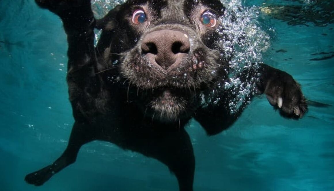 Teach-Dog-Swim-fred-meyers-sons-baltimore