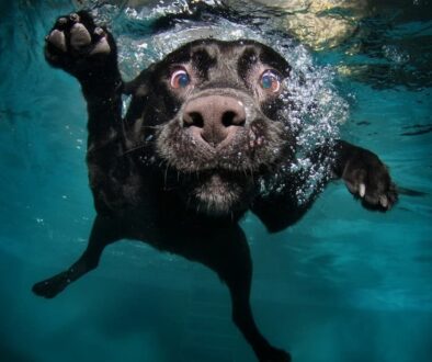 Teach-Dog-Swim-fred-meyers-sons-baltimore