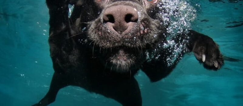 Teach-Dog-Swim-fred-meyers-sons-baltimore