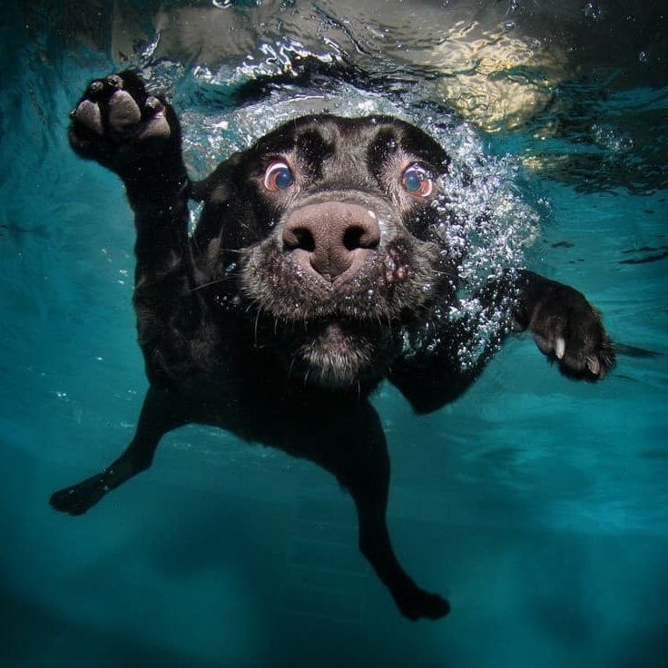 Teach-Dog-Swim-fred-meyers-sons-baltimore
